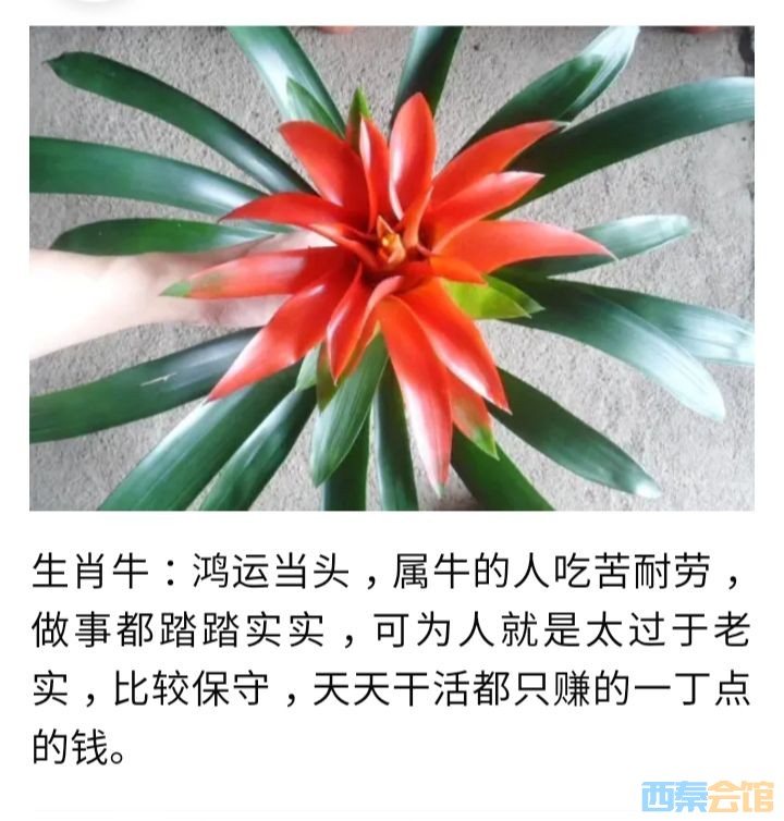十二生肖的"招财花"能请来财神帮你吗?