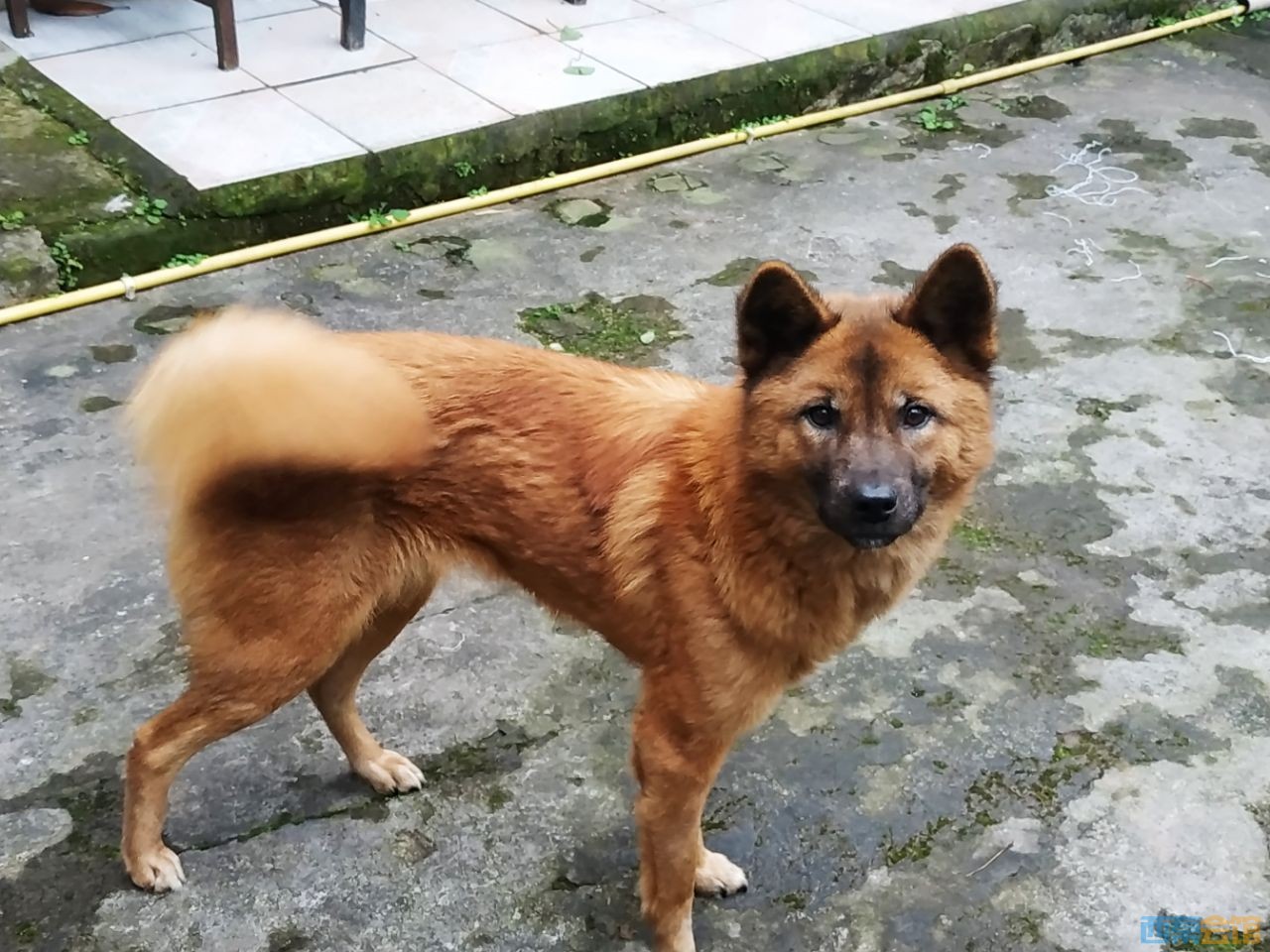 有 需要 土狗 守家,看厂 的么