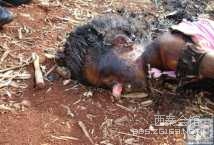 《转》<em>10岁女孩被强奸</em>,勒死后惨遭焚尸[5P]-西