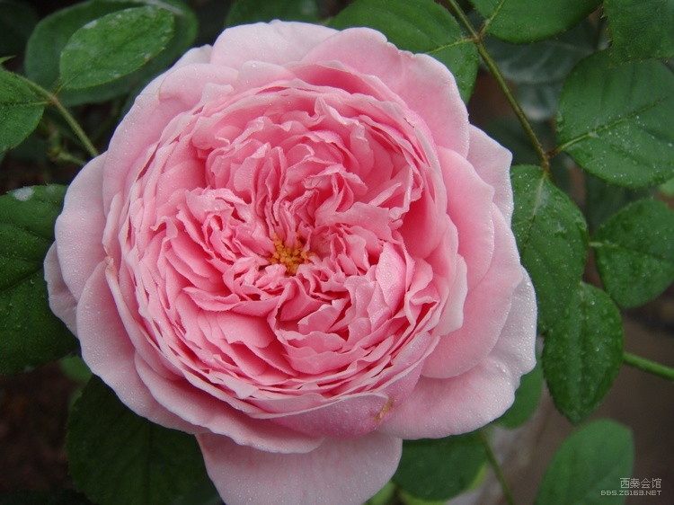 欧月--自由精神