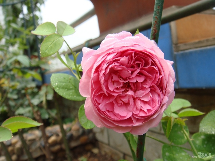 欧月--自由精神