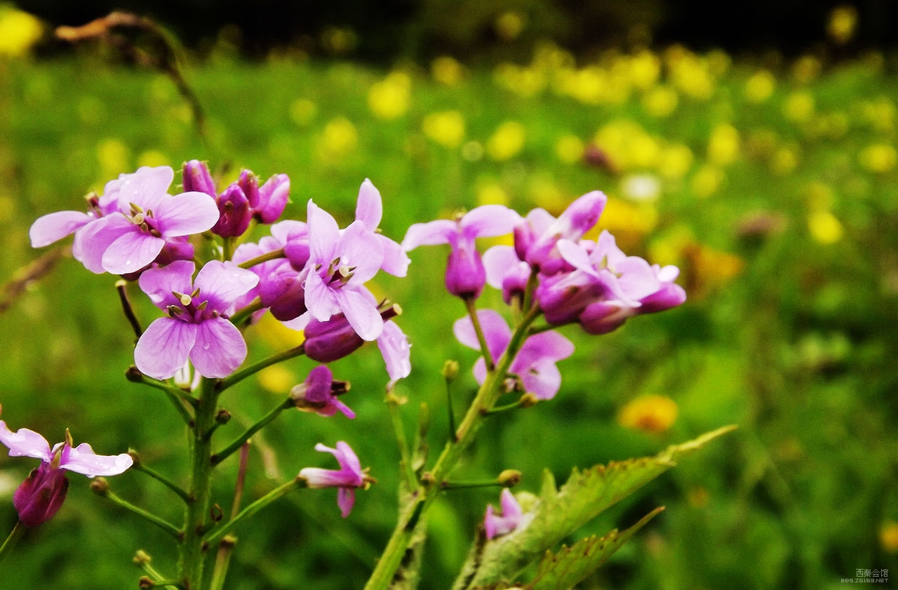 九顶山花为谁开?