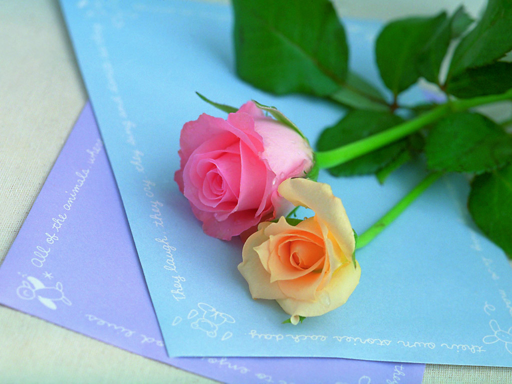 花店招聘_三亚花店招聘_深圳罗湖花店招聘