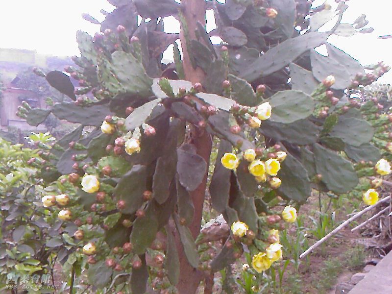 中班绘画仙人掌图片大全_中班绘画仙人掌图片