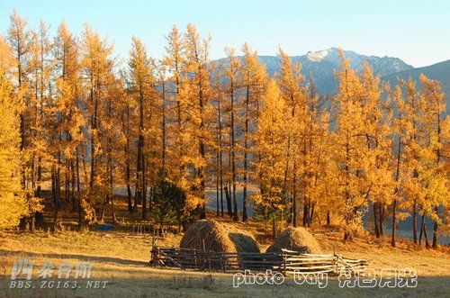 有人会解梦吗?梦到打死一条小黄蛇,是什么征兆
