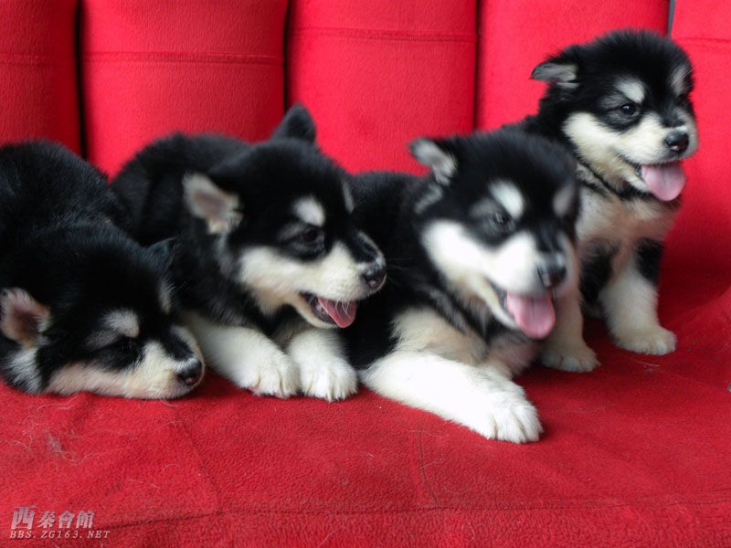 ck电影网怎么打不开了_qvod播放器官网下载_