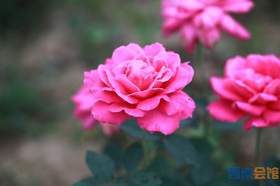 【走进自然】朝天寺玫瑰海,香炉寺休闲游