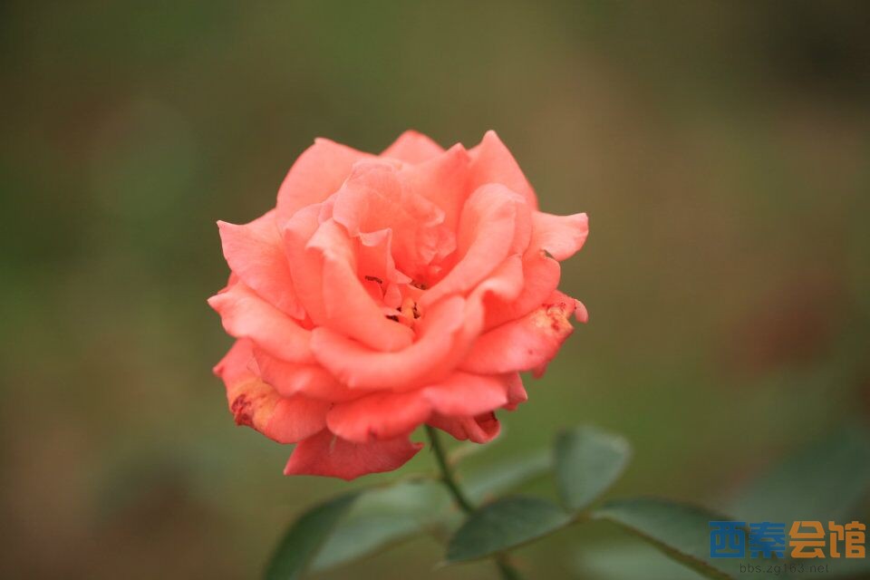【走进自然】朝天寺玫瑰海,香炉寺休闲游