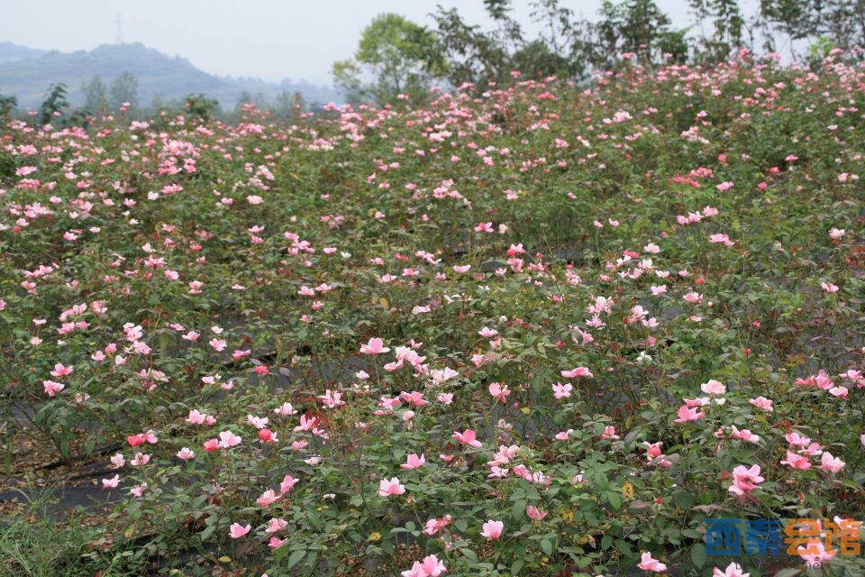 【走进自然】朝天寺玫瑰海,香炉寺休闲游