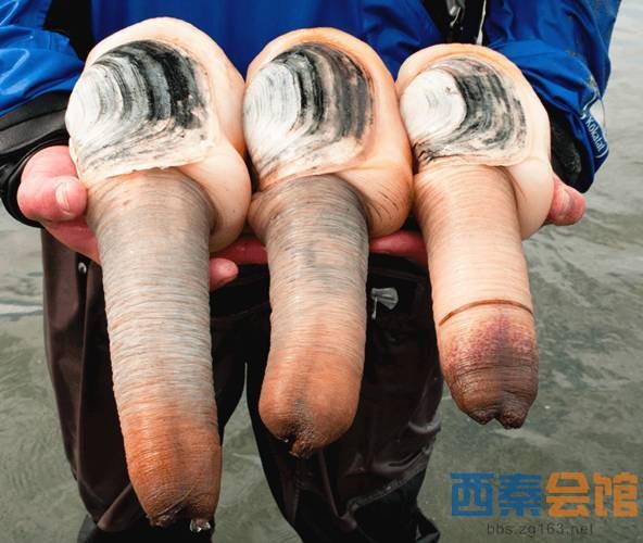 【突发】毛子一架飞往叙利亚的军机失联机上至少有70人