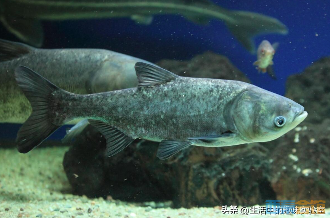 十年前被称为香饽饽的白鲢,如今为何都不吃了?养殖户道出了心酸-西秦会馆