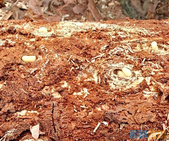 区县动态整治松材线虫全力筑牢绿色生态屏障