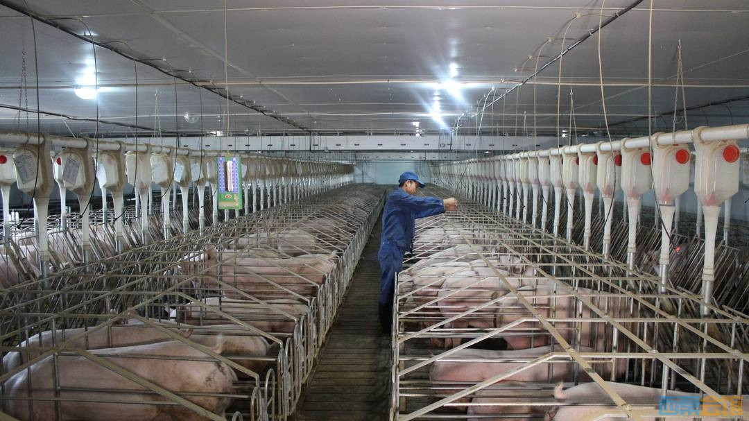 数智赋能四川生猪养殖产业加速跑