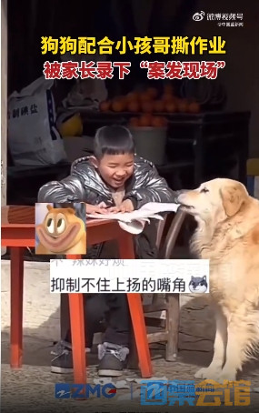 小孩哥指挥狗狗撕作业 笑容藏不住:没想到“案发现场”被家长录下