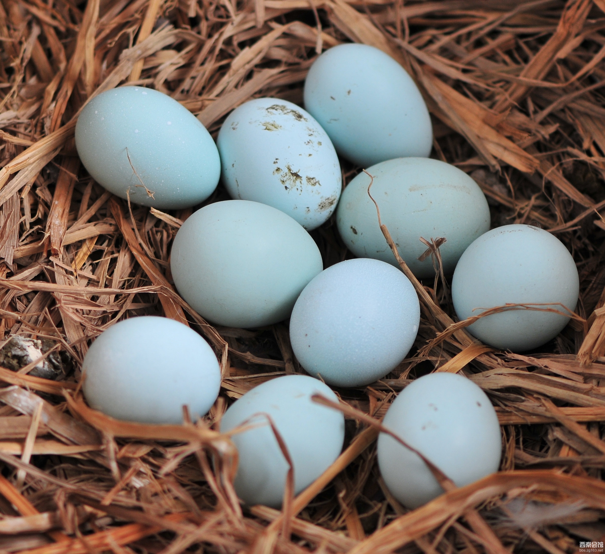 鸡蛋窝里.jpg