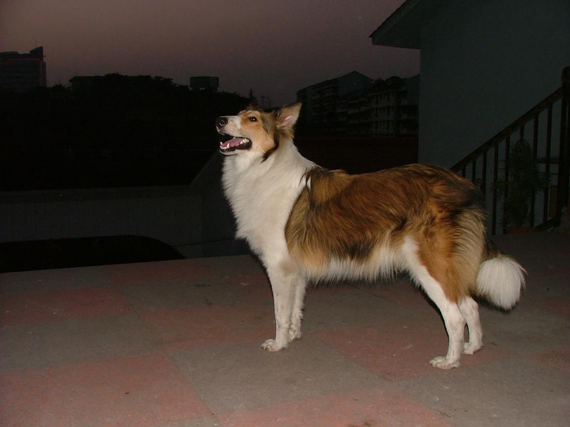 看图说话,苏牧帅锅类幸福生活