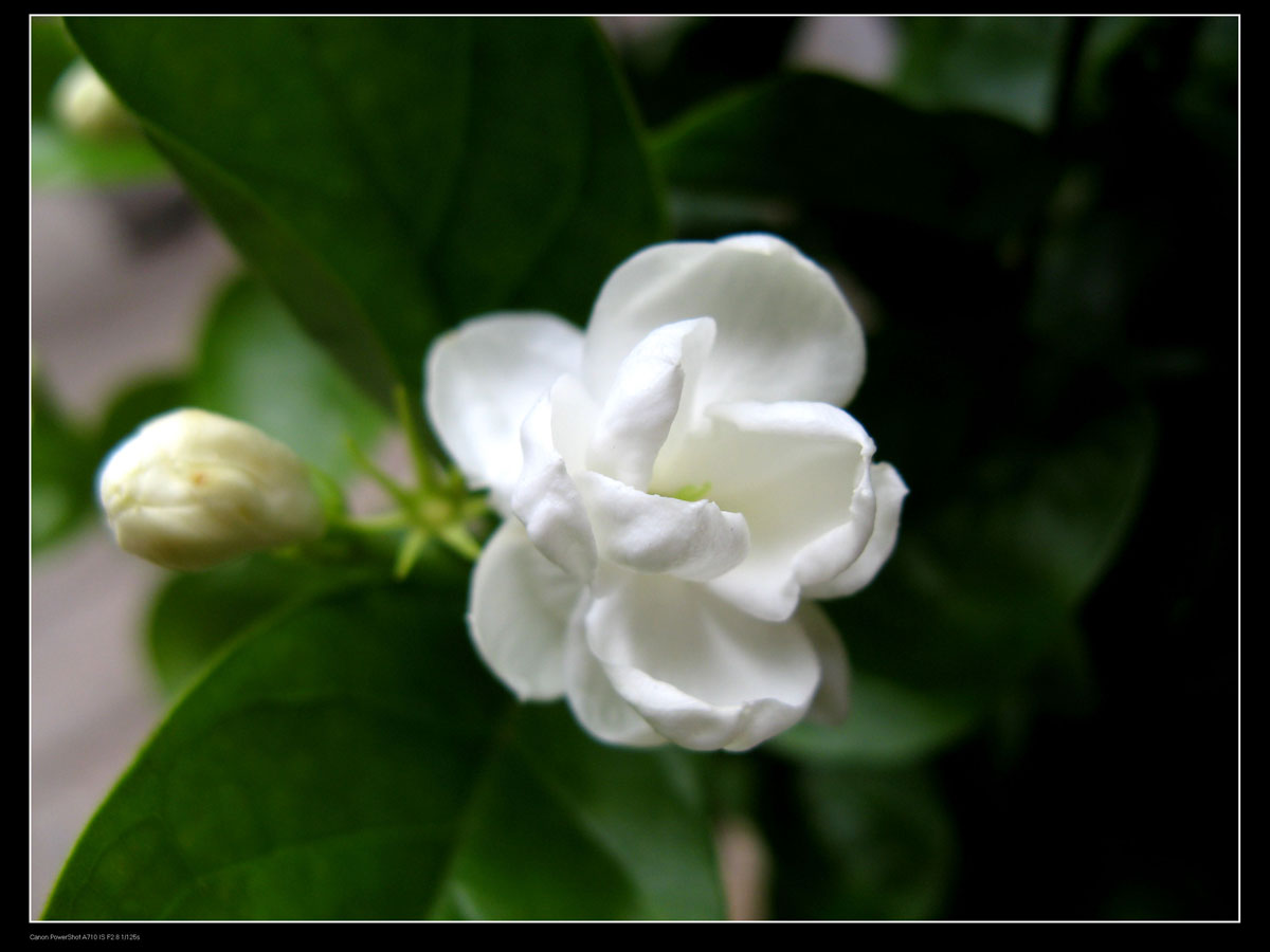 20080901_4d1095bb359dd71746afSuepygTwN3p9.jpg