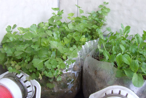 怎样种菜 20090119_caa10a11a6573363fdf0s0rnyiIIMwNB.jpg