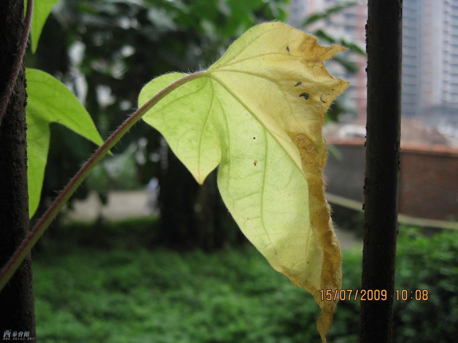 20090715_dc3e859752c4fd70e0e0sMSZuwK5r1DP.jpg